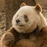 辽源龙山区壹号院工地招工地力工，给木工收拾现场，早6晚6，中午休息一小时，活不累，收拾现场，摆料，200