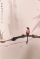 黄工