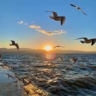 信息流运营专员