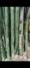 四川泸州砍竹工招聘工期：1个月起半最好是做一年[红包]包住不包吃，有食堂
