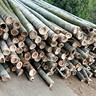 绍兴诸暨市招砍伐工计件130一吨原地打堆！无需挂钩，两个人合伙，只管砍其他不用管云贵川优先