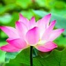 上海崇明区招工地小工/杂工,男