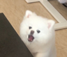 好利来 缺口紧 上一休一