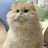 客户投诉处理专员+客服+无加班+收入稳定