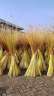 重庆潼南县招砍伐工年后有一起砍巴毛杆的没有，砍来就称3块一斤，做天天100一天