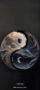 李先生