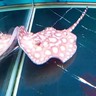 风管中工/师傅/小工