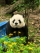 焦先生