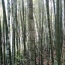 丽水缙云县招砍伐工，竹山多，条件好，有卷扬机，无人机，溜山，每天每人可做400元左右，工资结算，一星期