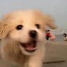 理赔项目组长