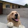 宠物狗场招工人一名