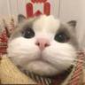 食堂阿姨