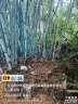 惠州博罗县招装配式承包，大量招人砍竹子师傅。