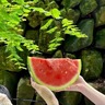 住家儿童陪伴师