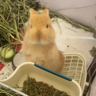 后厨工