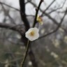 急聘烘焙裱花学徒/就近安排/长期稳定