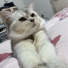 线上售后团队运营/培训师/稳定