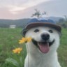 发传单