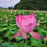 佛山顺德区岗位职责:1.负责墙面基层处理、腻子批刮、打磨及乳胶漆涂刷等全套墙漆施工工作2.按图纸和工艺标