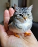 三角洲护航