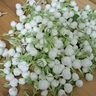 南宁横州市，招1人采摘茉莉花，水田，花好摘，8元一斤，摘干净，熟手优先，市场价低于8元自摘自卖