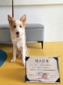 宠物学院运营助理