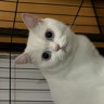宠物主播