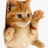 轻松好耍