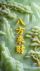 时先生