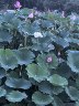招聘护工，保姆