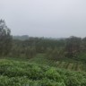 信阳新县招砍伐工砍竹子,人均300元左右每天(只要能吃苦可以赚400元左右每天),7天一结账;住宿免费,有