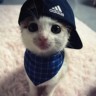 新媒体运营