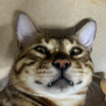 三角洲