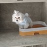 洗护助理
