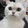 面档师傅