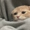 茍先生